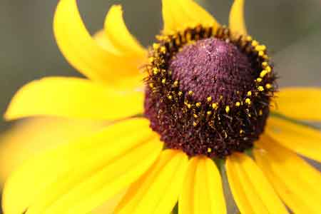 coneflower